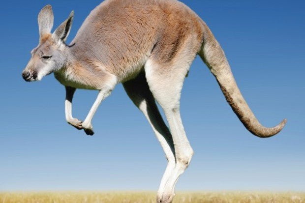 Australian Wildlife Relief - Foxy’s