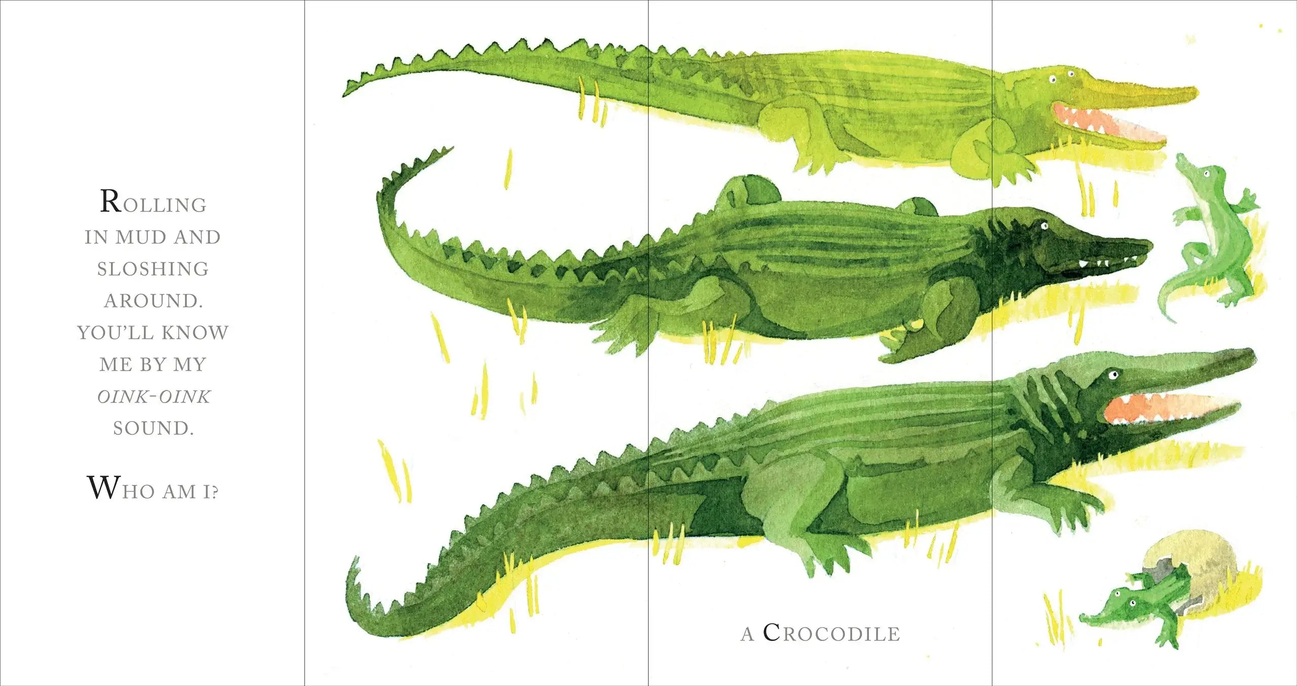 Illustration of a crocodile with text on a white background