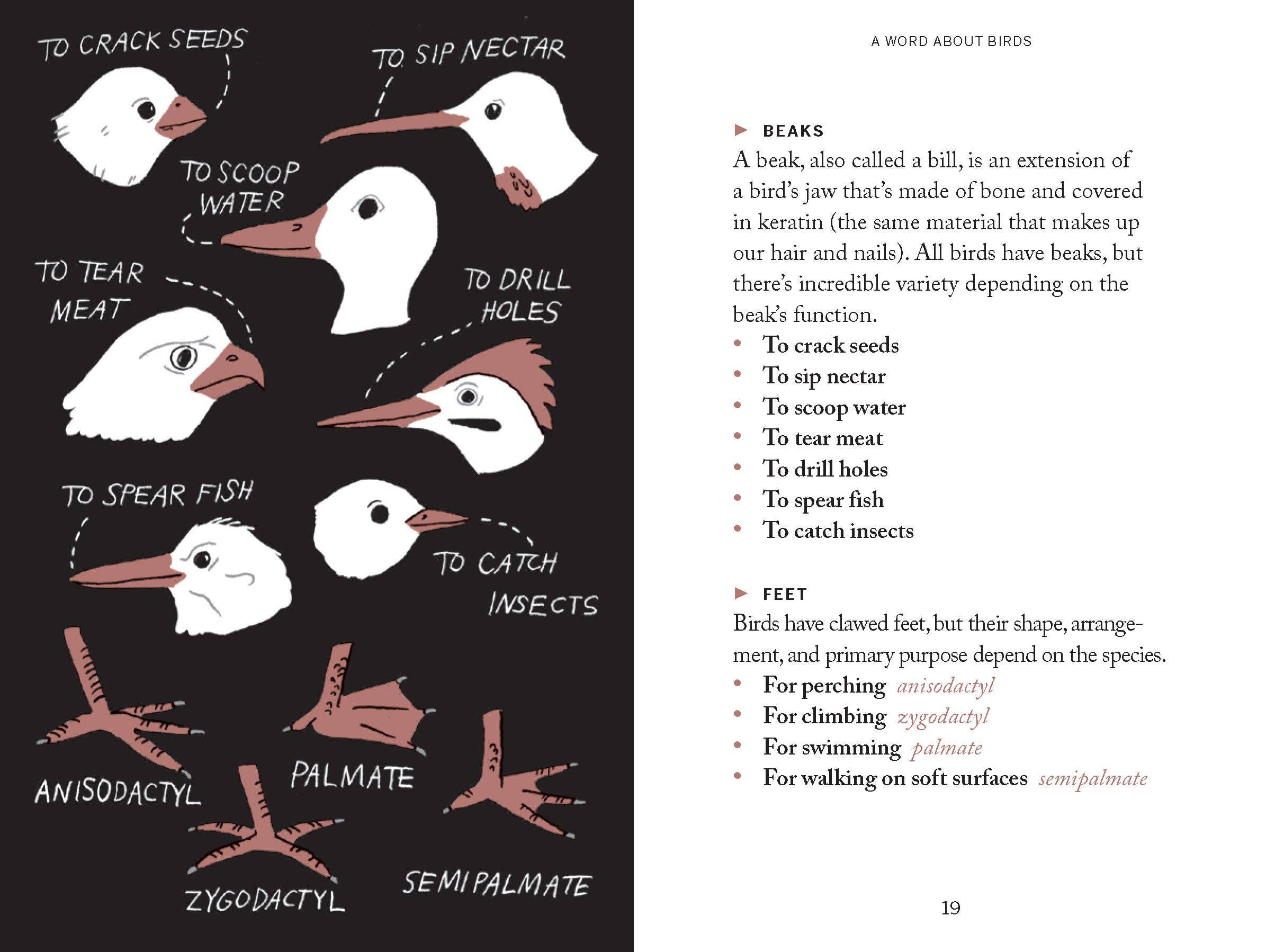 Pocket Nature: Bird - Watching Book - Foxy’s