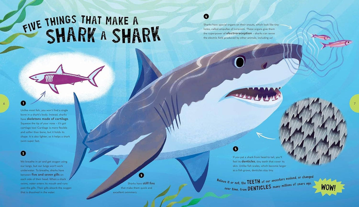 Educational illustration about sharks with text and diagram on a blue background