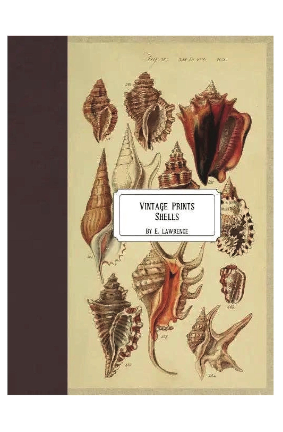 Vintage Prints: Shells - Paperback - Foxy’s