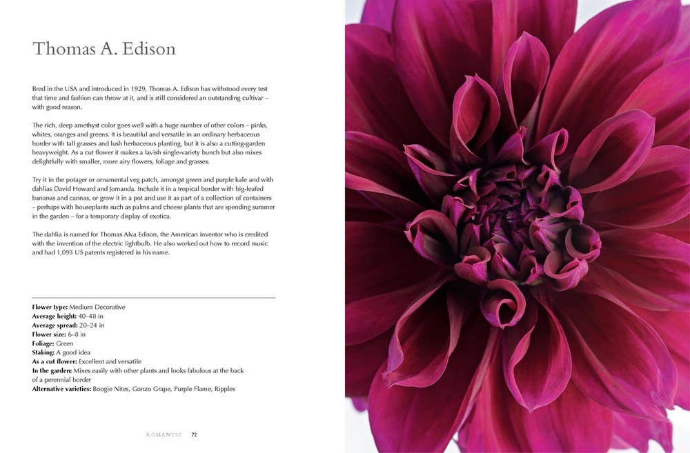 Dahlias; Beautiful Varieties for Home & Garden | Book