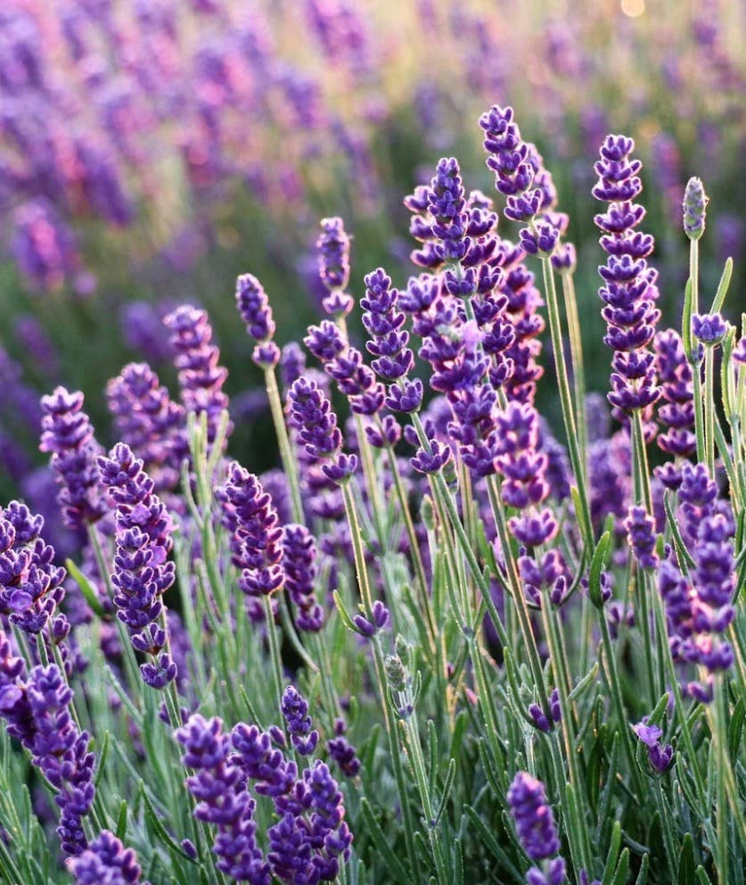Lavender Latte Simmer Blend, Premium Natural scent, Coffee, - Foxy’s