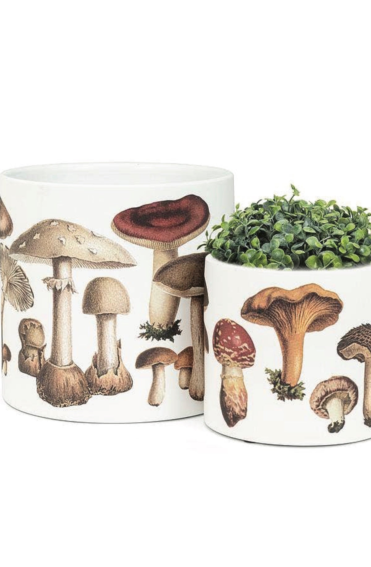 Small Botanical Mushroom Planter - 4.5"D - Foxy’s