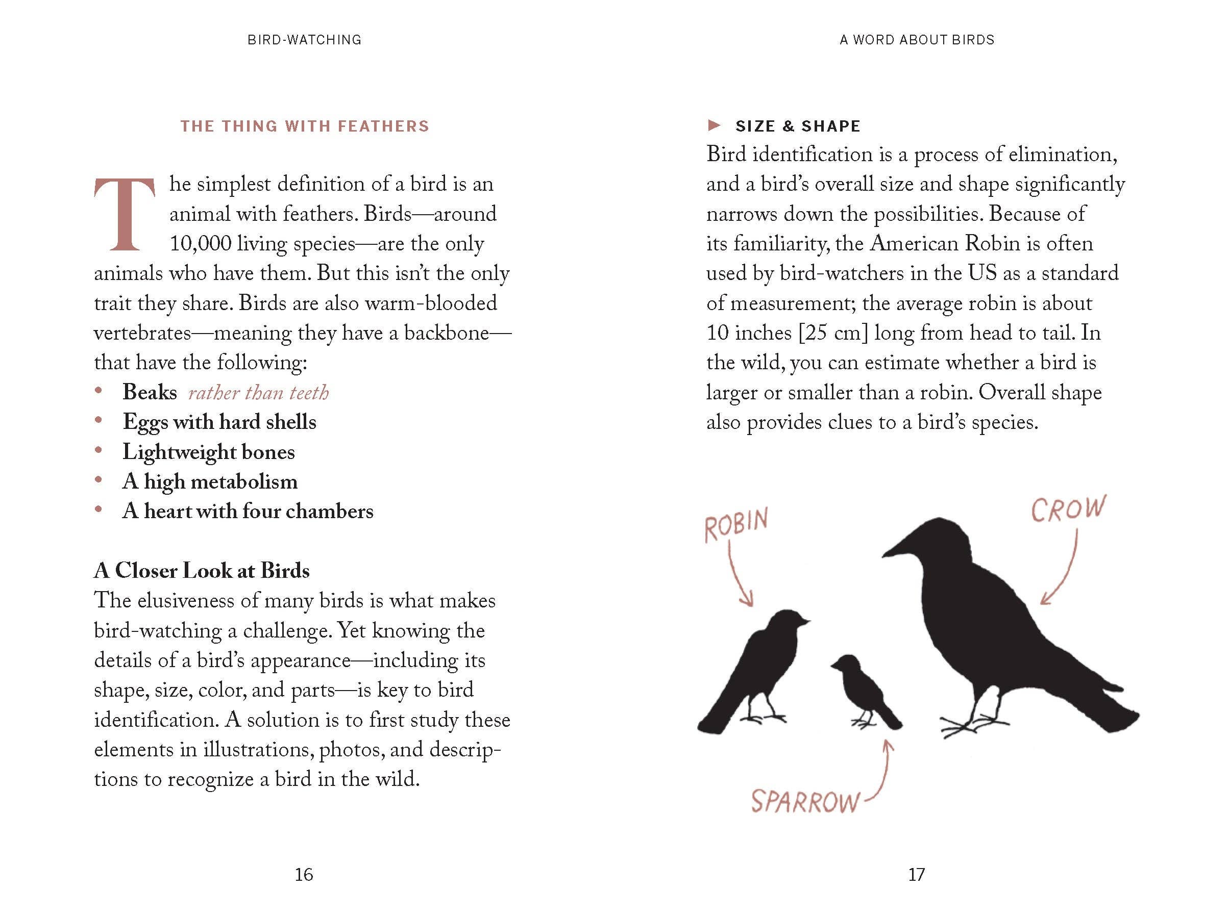 Pocket Nature: Bird - Watching Book - Foxy’s