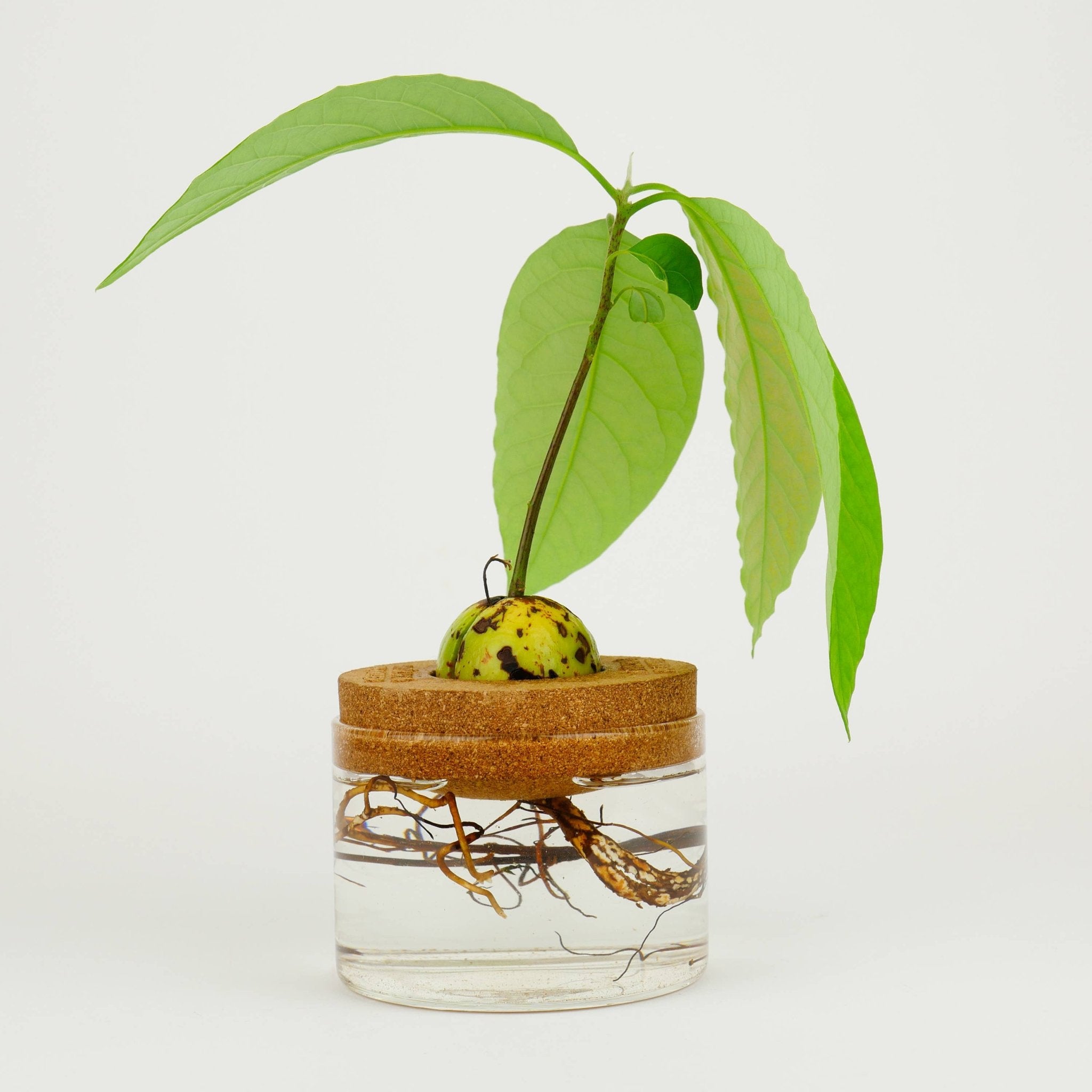 Avocado Grow Kit - Foxy’s