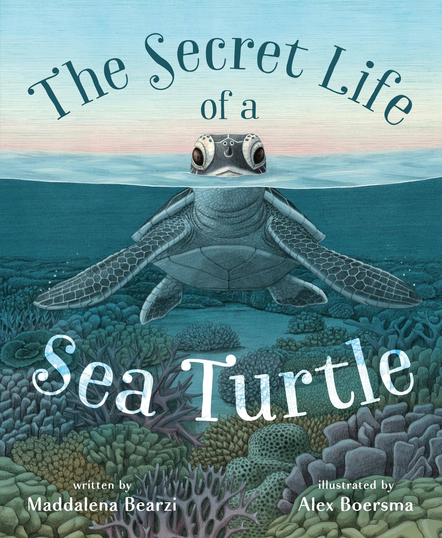 Secret Life Of A Sea Turtle: - Foxy’s