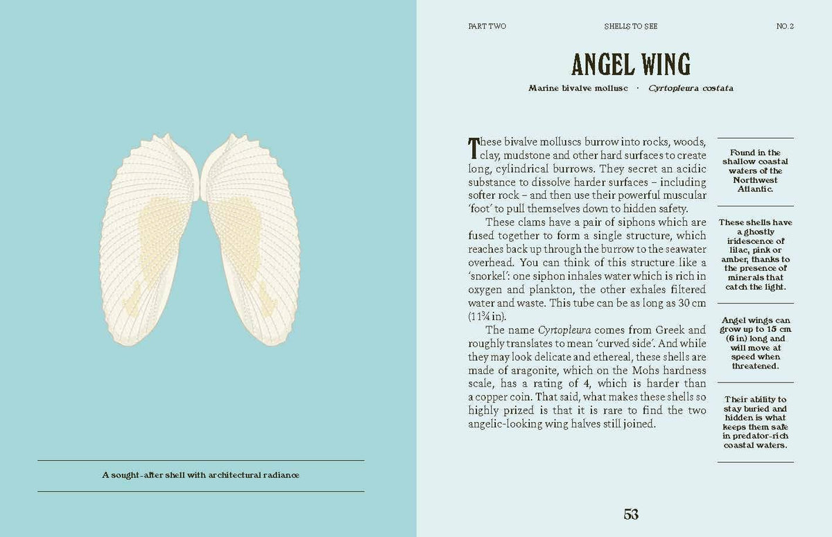 Shells Book - Foxy’s