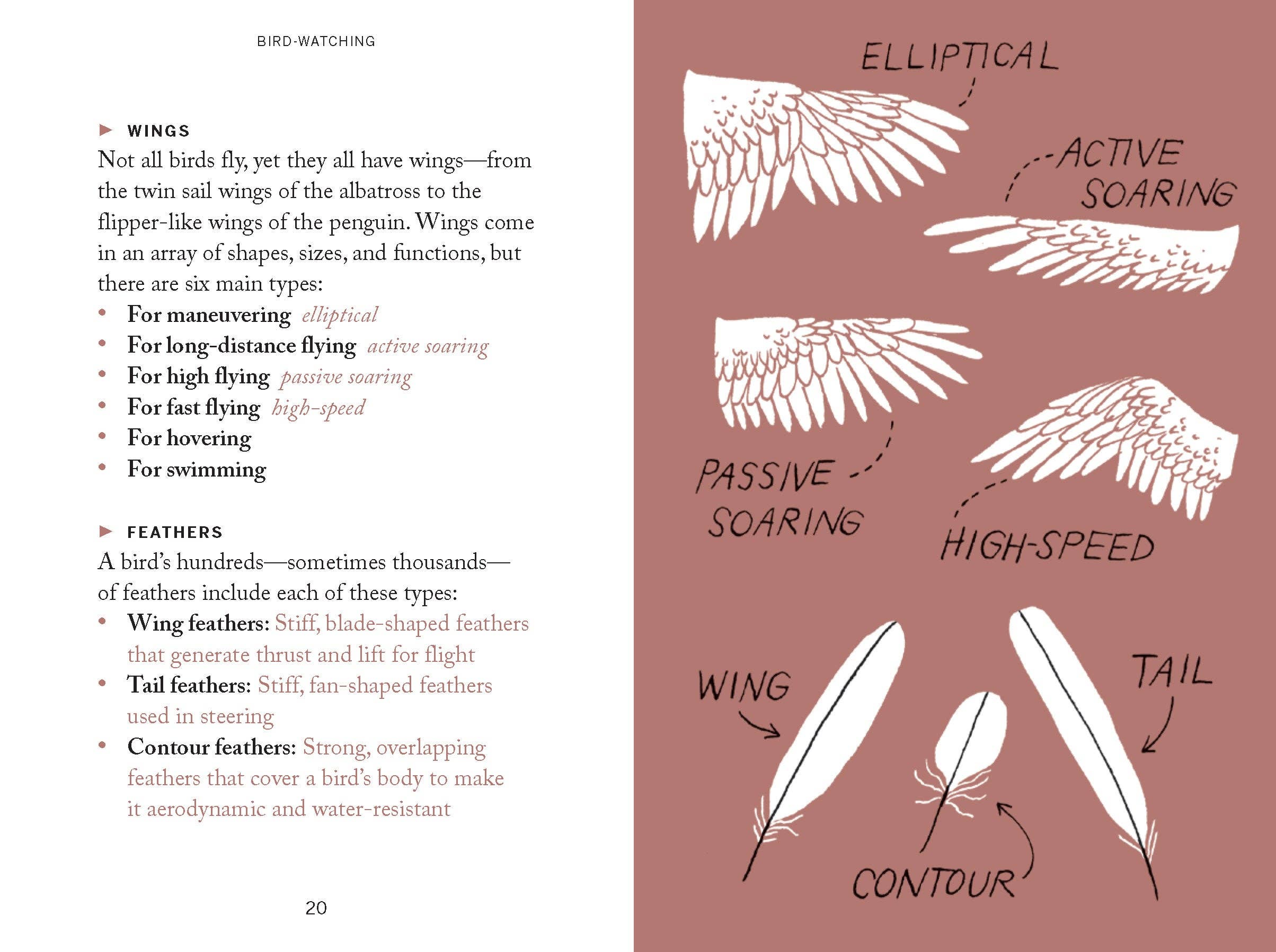 Pocket Nature: Bird - Watching Book - Foxy’s