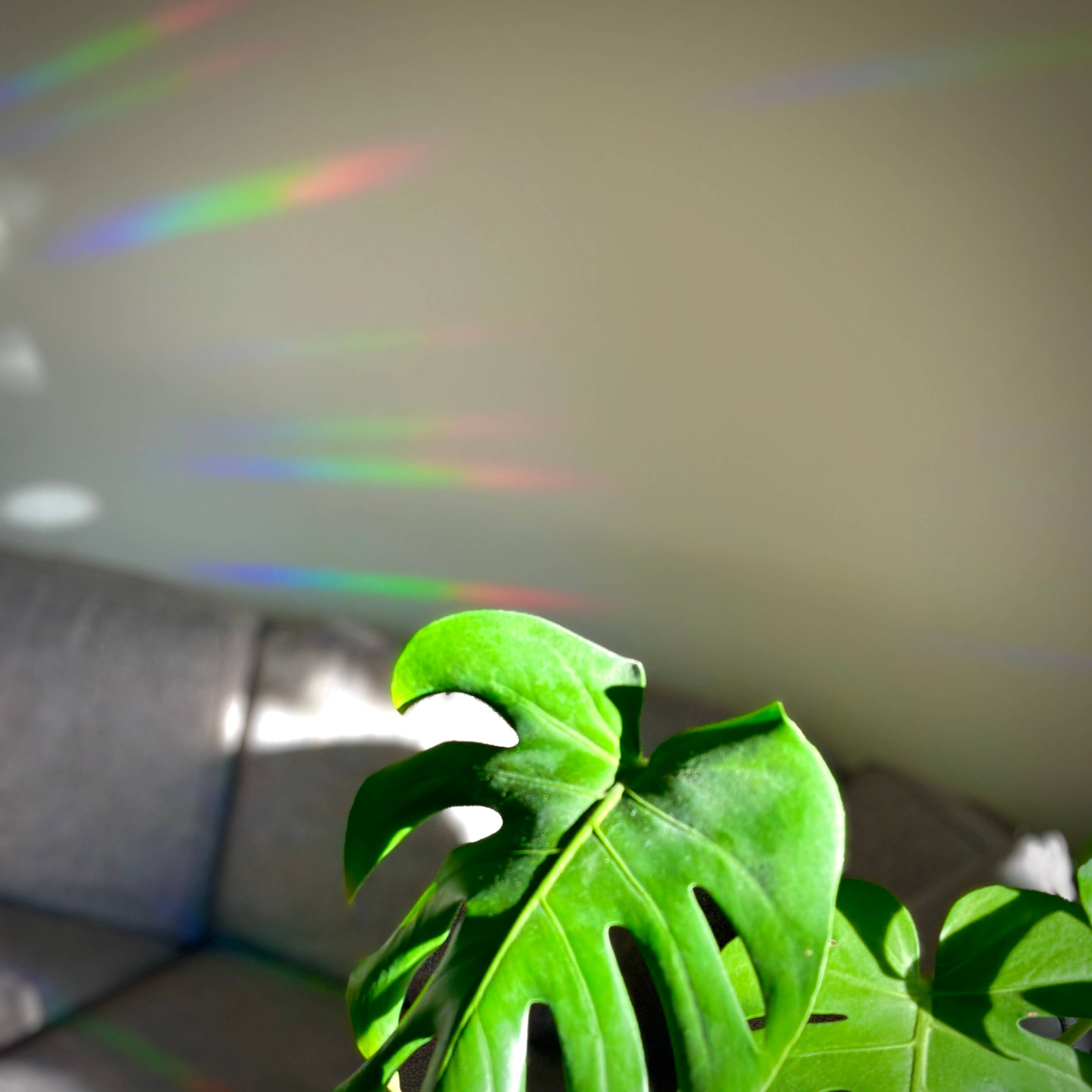 Rainbow Making Suncatcher Window Decal - Pink Princess - Foxy’s