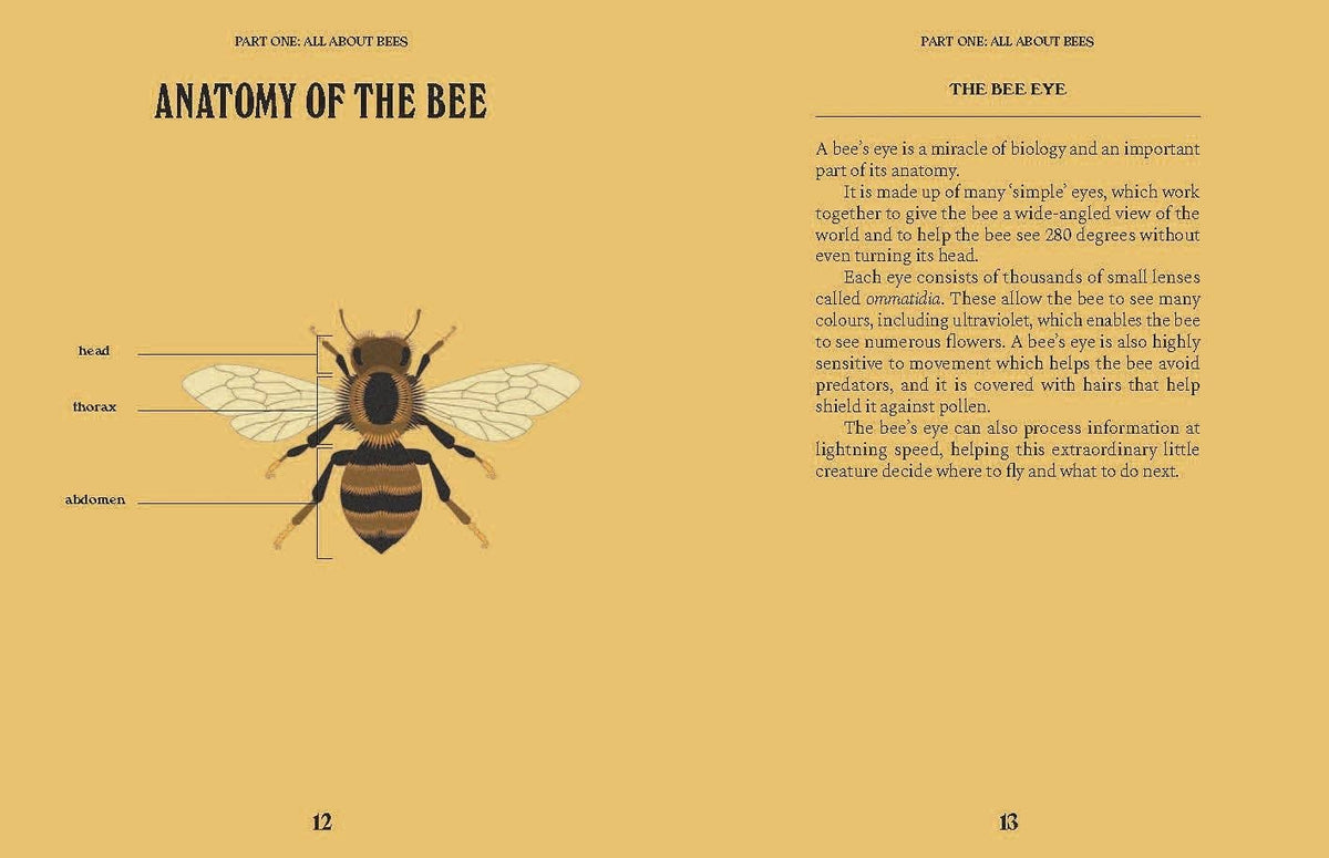 Book page with illustration of a bee and text about bee anatomy on a yellow background