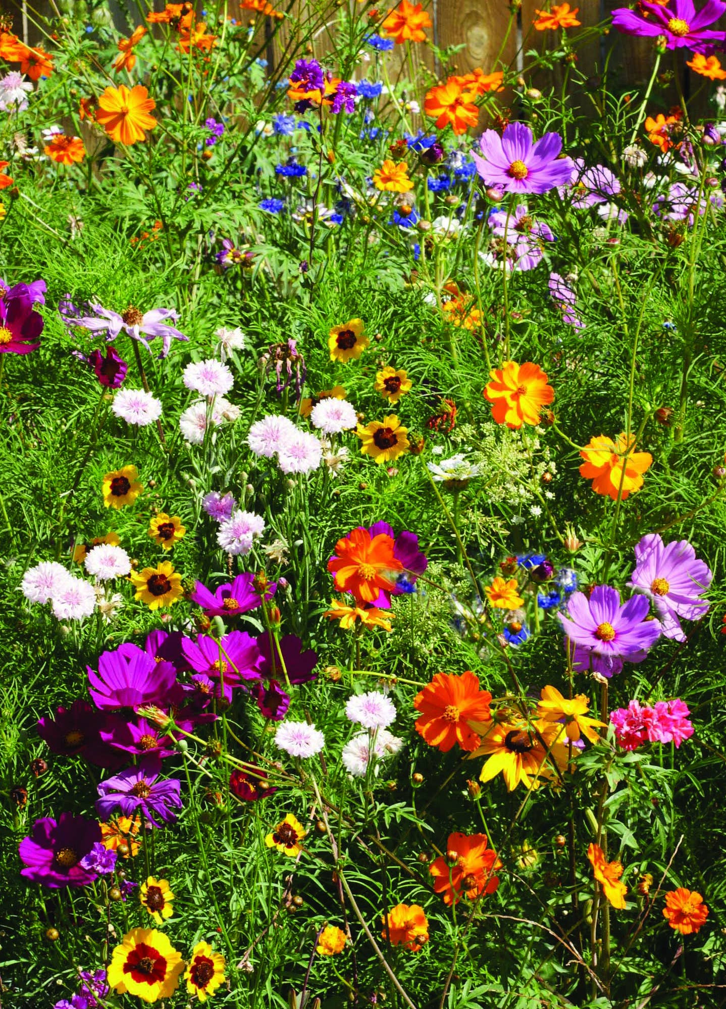 The Earth Laughs in Flowers - Wildflower Mix Seed Packets