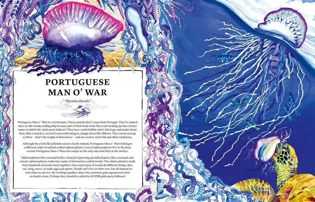 Illustration of a Portuguese Man o' War with detailed text on a blue background